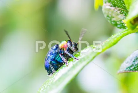 A beetle perched on a plant leaf Stock Photos