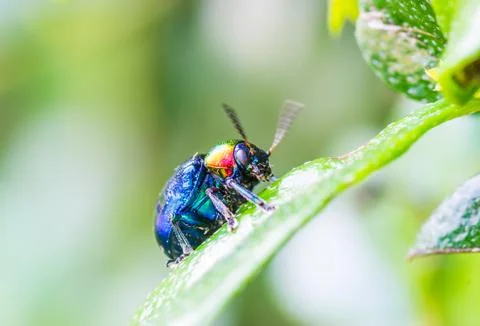 A beetle perched on a plant leaf Stock Photos