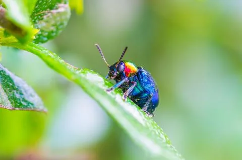 A beetle perched on a plant leaf Stock Photos