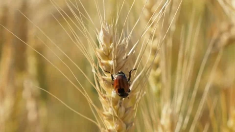 Beetle pest on wheat spikelet Stock Footage 77292282