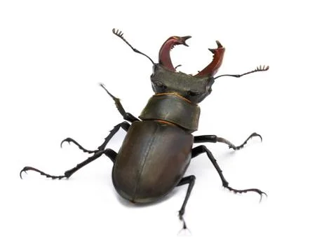 Beetle Stock Photos