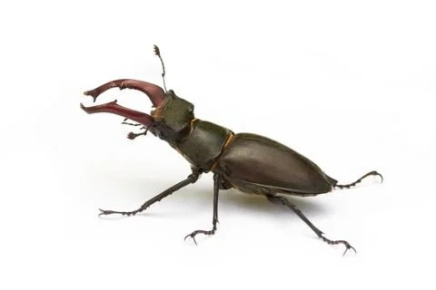 Beetle Stock Photos