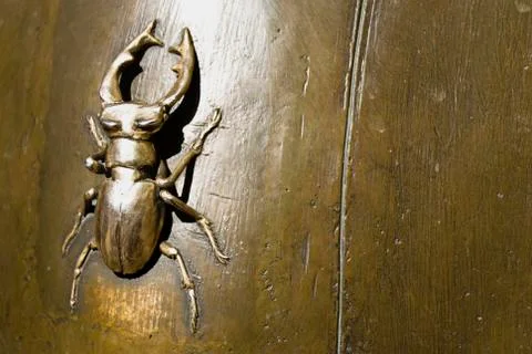 Beetle Stock Photos
