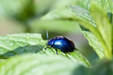 Beetle Stock Photos