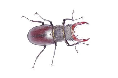 Beetle Stock-Fotos