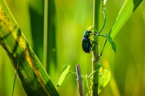 Beetle Stock Photos