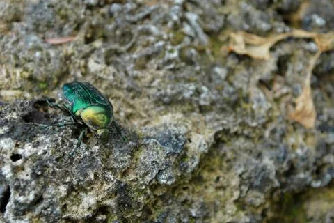 Beetle Stock Photos