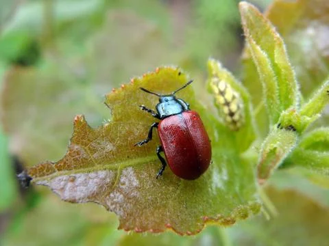 Beetle Foto stock