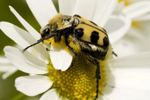 Beetle Stock Photos