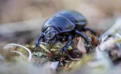 Beetle Stock Photos