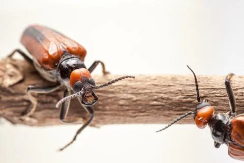 Beetle Stock Photos