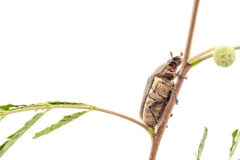 Beetle Stock Photos