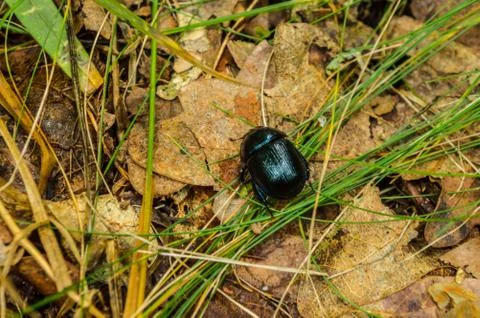Beetle Stock Photos
