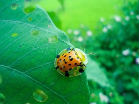 Beetle Stock Photos