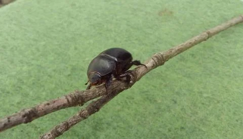 Beetle Stock Photos