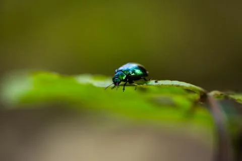 Beetle Stock Photos