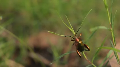 Beetle Stock Photos