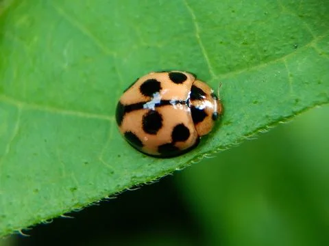 A beetle Fotos Stock