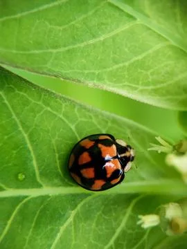A beetle Fotos Stock