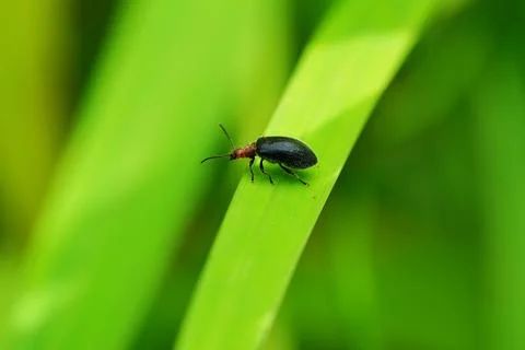 Beetle  Stock Photos