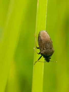 Beetle Fotos de archivo