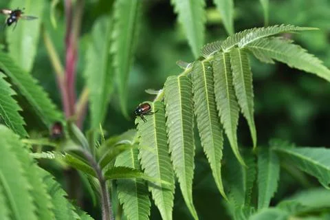 Beetle Stockfoto's