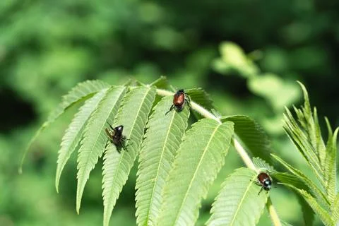 Beetle 스톡 사진