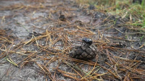 Beetle pine cone needles forest path autumn fall brown bug animal close up Stock Footage 217947599
