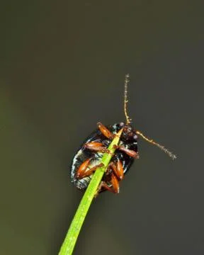 Beetle on a pine needle ventral view. Stock Photos