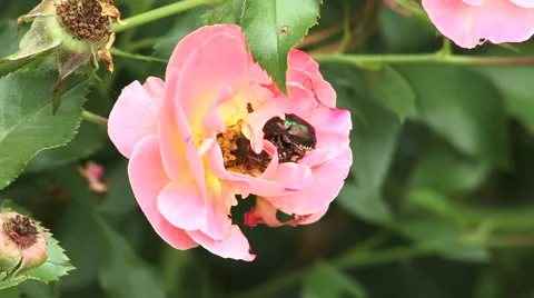 Beetle in a Pink Rose Stock Footage 43422776
