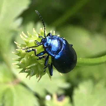 Beetle on plant in nature Stock Photos