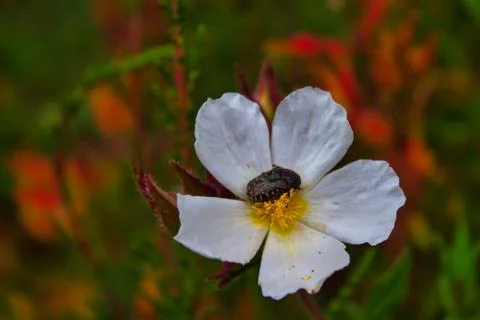 Beetle pollinating on a daisy Stock Photos