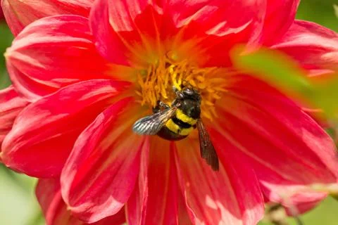 Beetle pollinating a flower 스톡 사진