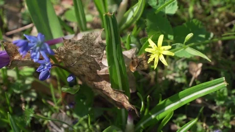 A beetle pollinating yellow flower Stock Footage 74079659