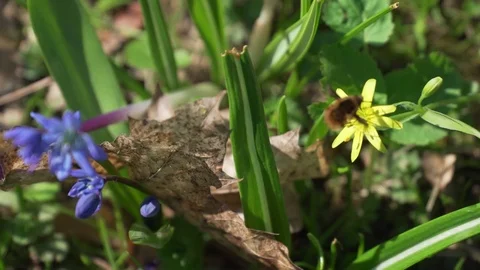 A beetle pollinating yellow flower Stock Footage 74079669