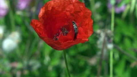 Beetle poppy Vidéo 154555044