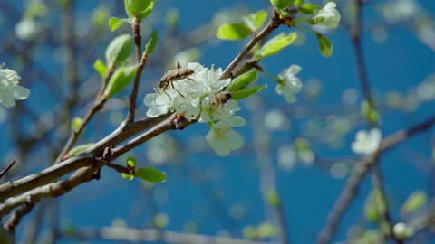 Beetle Is Positioned On White Flowers Connected By Diagonal Branch Stock Footage 326033357