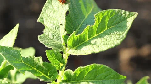 Beetle on potato leaf Stock Footage 24867834