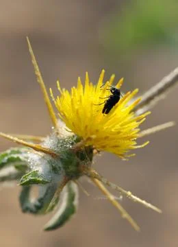 A beetle on the prickly flower. Stock Photos