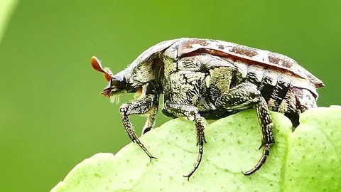 Beetle (Protaetia acuminata) on leaf. Stock Footage 74879847