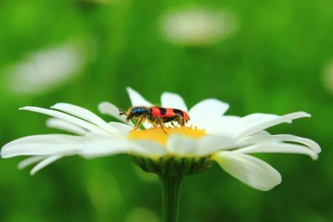 Beetle pulled on the sweet Stock Photos