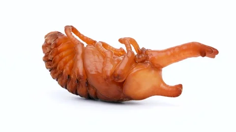 Beetle pupa Stock Footage 302317109