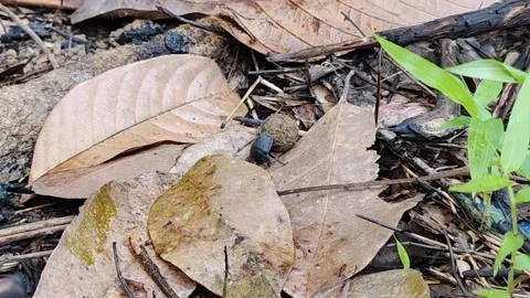 Beetle Pushing Ball Dung Vidéo 275357224