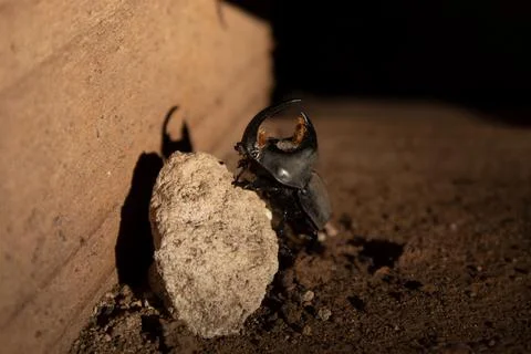 Beetle Pushing A Rock For A Nice Perspective Photo Stock Photos
