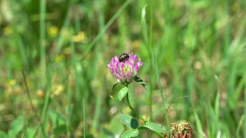 Beetle on a red clover flower Stock Footage 314895845