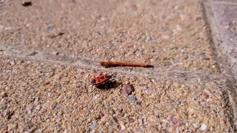 The beetle is a red, insect soldier beetle crawling on the sidewalk close-up Stock Footage 310690969