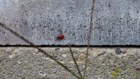 The beetle is red, a soldier beetle is crawling along the wall Video stock 219410128
