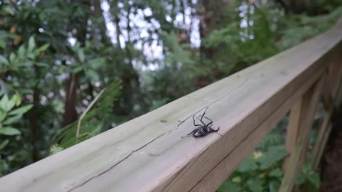 Beetle Resting on its Back in the Forest, Close-Up of Sleeping Insect Stock Footage 247511403