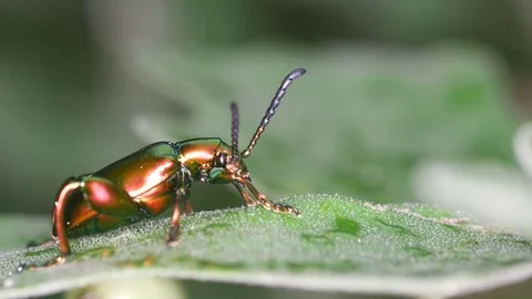 Beetle resting on the leaf Stock Footage 80083716