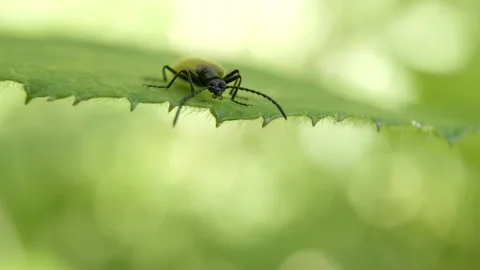 A beetle resting on a leaf Video stock 237954358